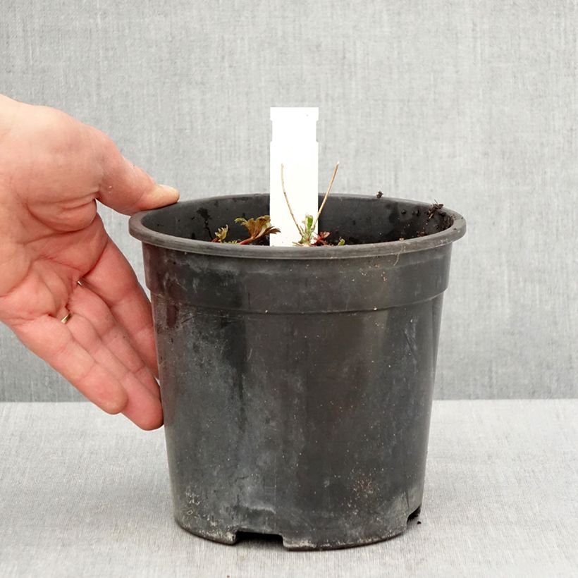 Aconitum fischeri Maceta 2L/3L Ejemplar entregado en la primavera