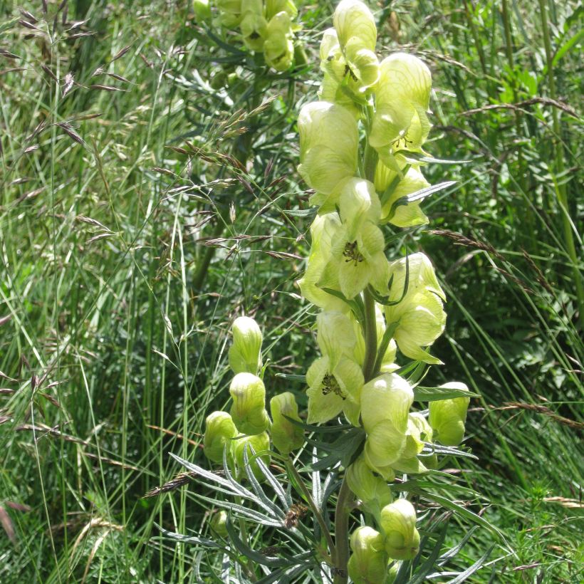 Aconitum anthora (Floração)