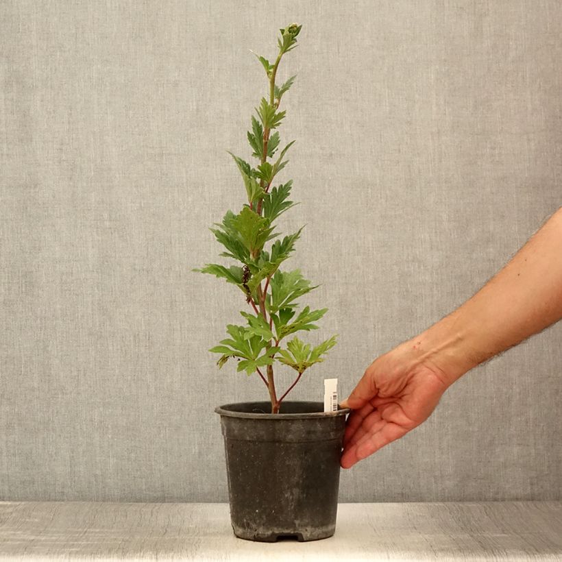 Spécimen de Aconitum carmichaelii Royal Flush Pot de 2L/3L tel que livré en été
