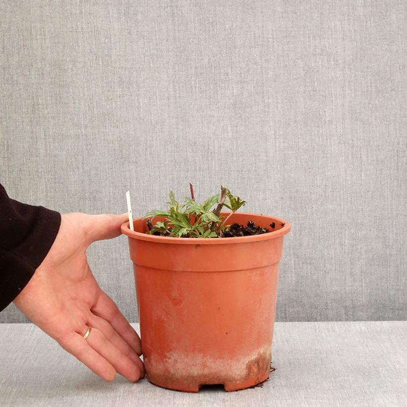 Spécimen de Aconitum carmichaelii Royal Flush Pot de 2L/3L tel que livré au printemps