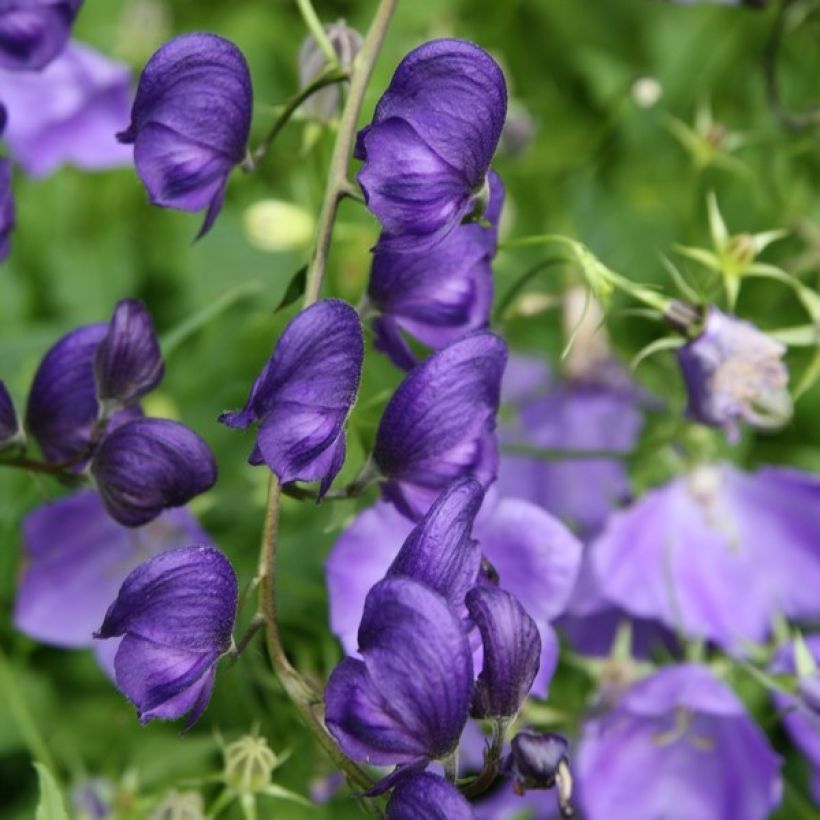 Aconitum napellus (Floração)