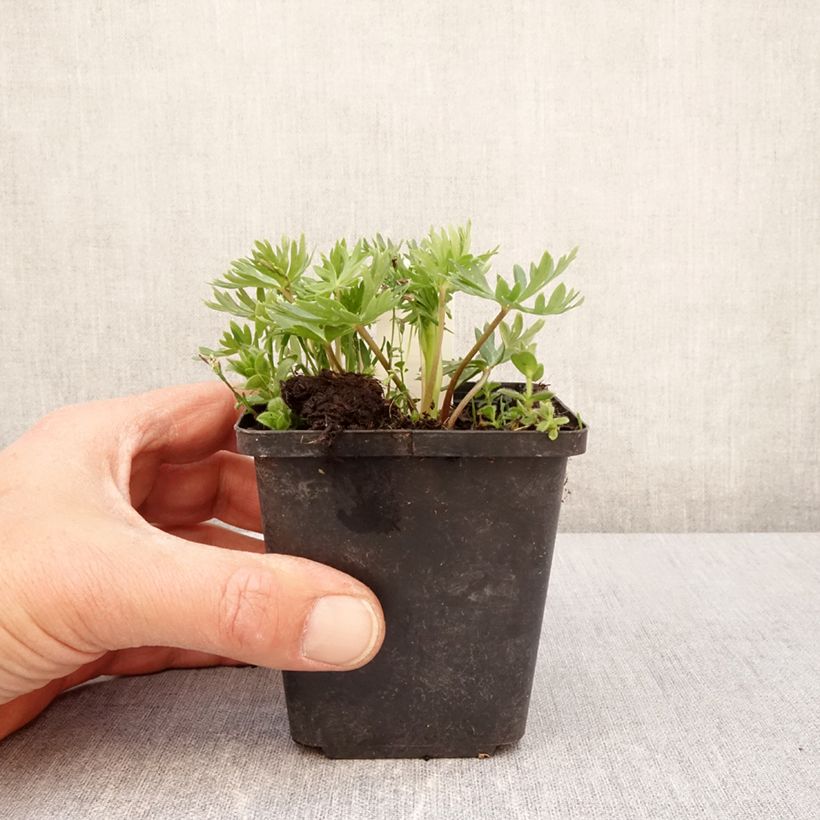 Spécimen de Aconitum napellus ssp. vulgare - Aconit napel commune Godet de 8/9 cm tel que livré au printemps