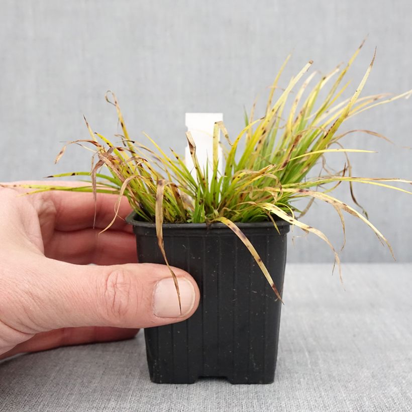 Spécimen de Acorus gramineus Hakuro Nishiki - Jonc japonais doré Godet de 8/9 cm tel que livré en hiver