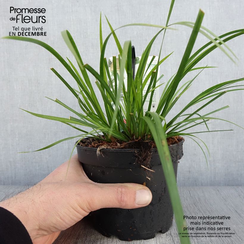Spécimen de Acorus gramineus Licorice - Jonc japonais Pot de 1,5L/2L tel que livré en automne