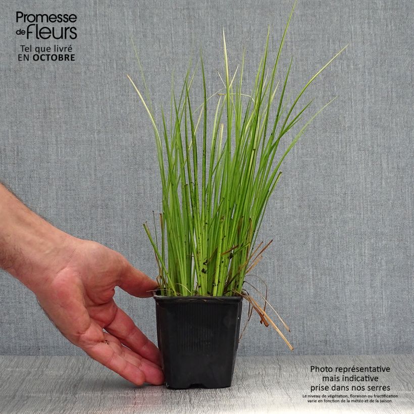 Spécimen de Acorus gramineus Ogon - Jonc japonais panaché Godet de 8/9 cm tel que livré en automne