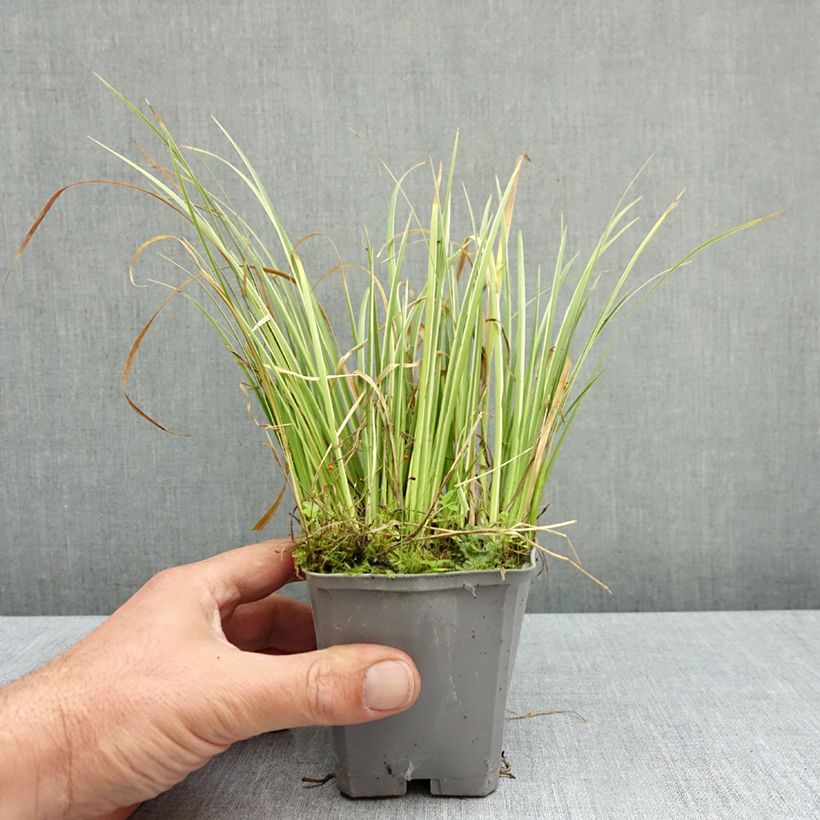 Spécimen de Acorus gramineus Variegata - Jonc japonais panaché Godet de 8/9 cm tel que livré en automne