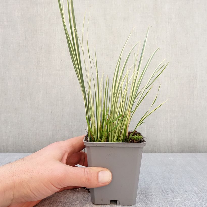 Spécimen de Acorus gramineus Variegata - Jonc japonais panaché Godet de 8/9 cm tel que livré en hiver