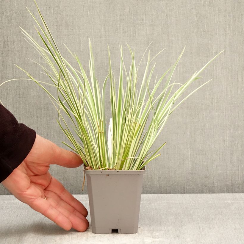 Spécimen de Acorus gramineus Variegata - Jonc japonais panaché Godet de 8/9 cm tel que livré au printemps