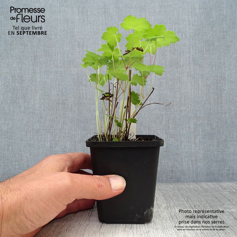 Spécimen de Actaea Cheju-Do - Cimicifuga japonica Godet de 8/9 cm tel que livré en automne
