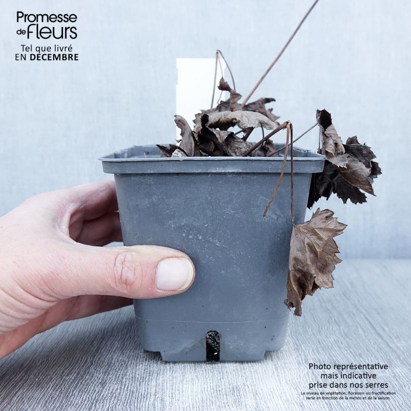 Spécimen de Actaea Cheju-Do - Cimicifuga japonica Pot de 1L/1,5L tel que livré en automne