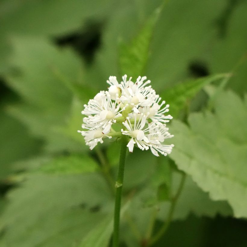 Actaea pachypoda Misty Blue - Actée à gros pédicelles (Floraison)