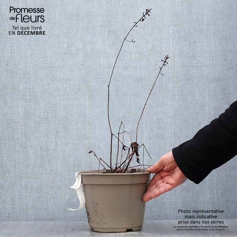 Spécimen de Actaea pachypoda Misty Blue - Actée à gros pédicelles Pot de 3L/4L tel que livré en hiver