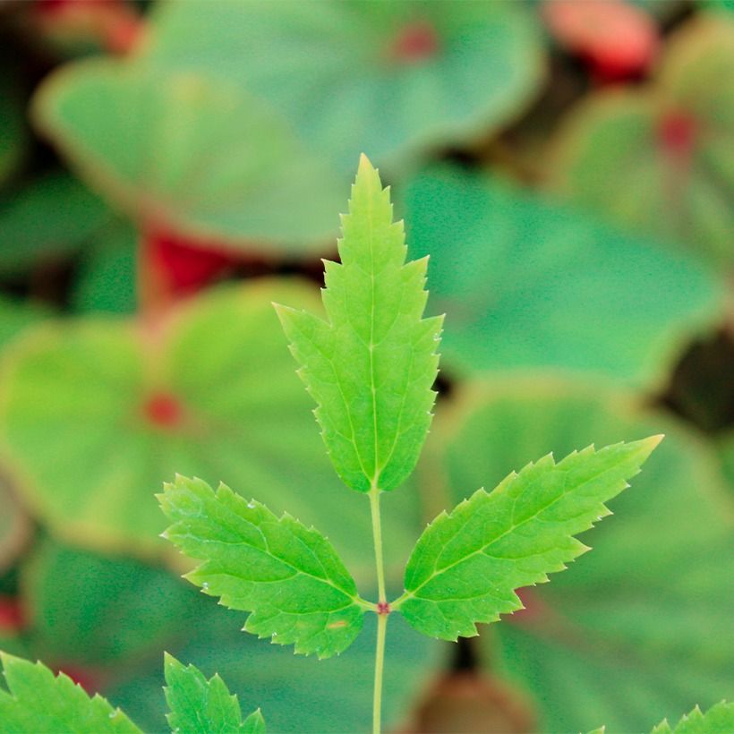 Actaea rubra - Actée rouge (Feuillage)