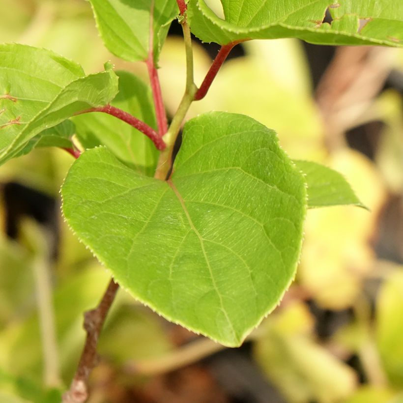 Kiwi arguta Domino (femelle) - Kiwai - Actinidia arguta (Feuillage)