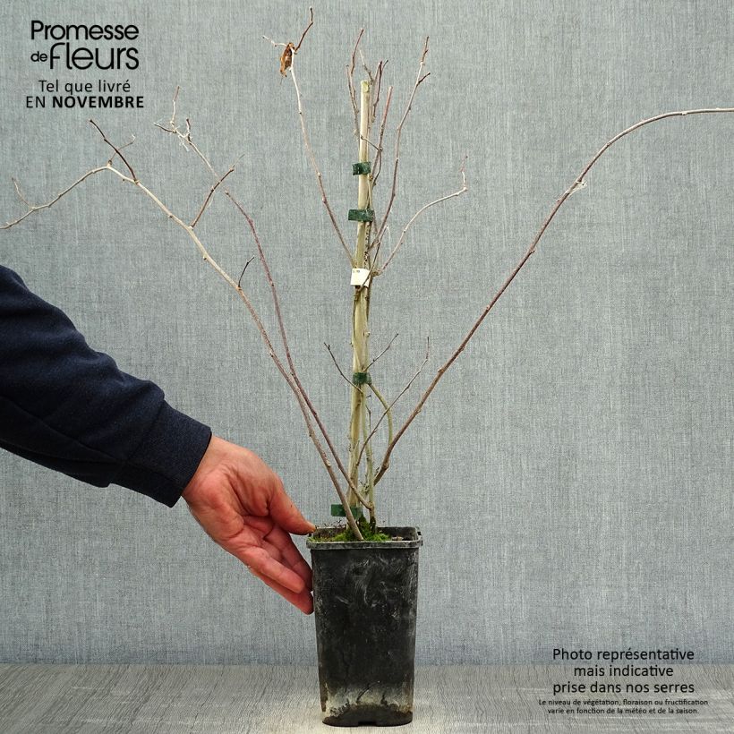 Spécimen de Actinidia kolomikta Adam - Kiwi d'ornement mâle Pot de 1,5L/2L tel que livré en automne