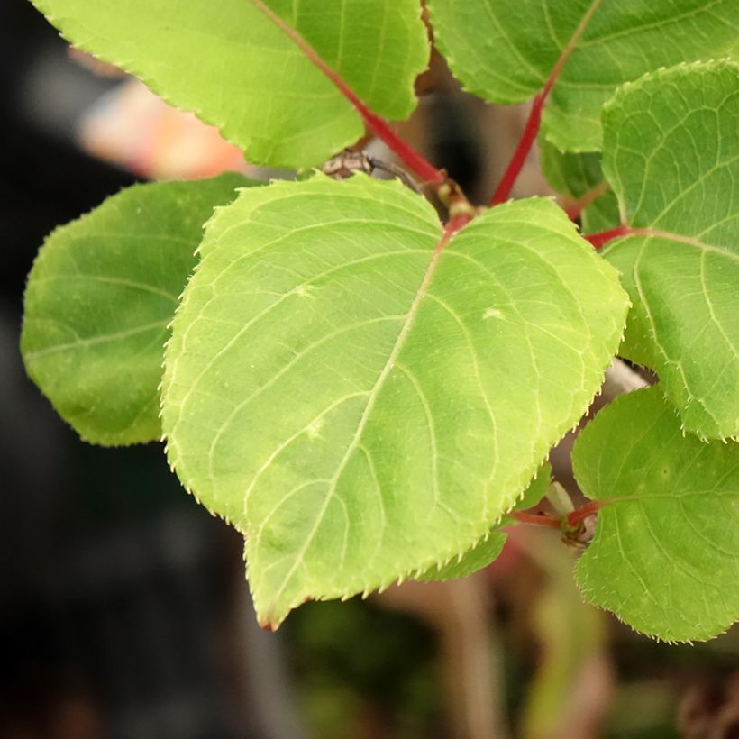 Actinidia kolomikta Red Beauty - Kiwi d'ornement femelle (Feuillage)