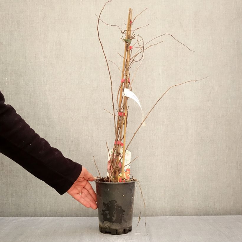 Spécimen de Actinidia kolomikta Red Beauty - Kiwi d'ornement femelle Pot de 2L/3L tel que livré en automne