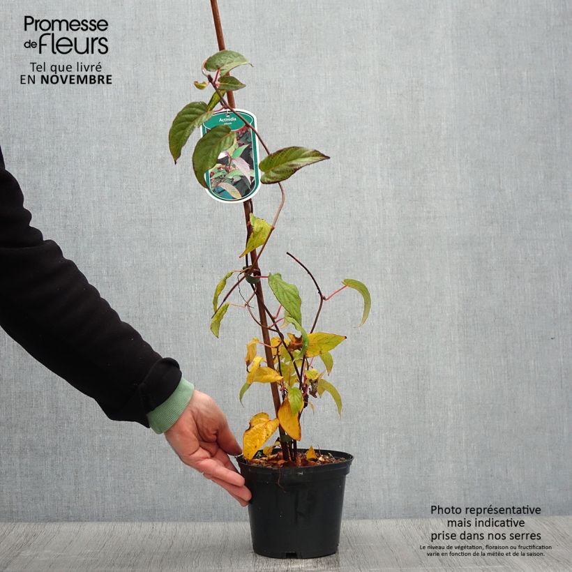 Spécimen de Actinidia pilosula - Kiwi d'ornement Pot de 2L/3L tel que livré en automne