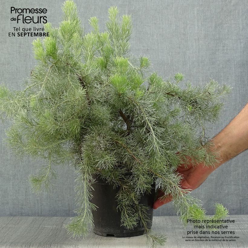 Spécimen de Adenanthos sericeus - Buisson laineux Pot de 2L/3L tel que livré en automne