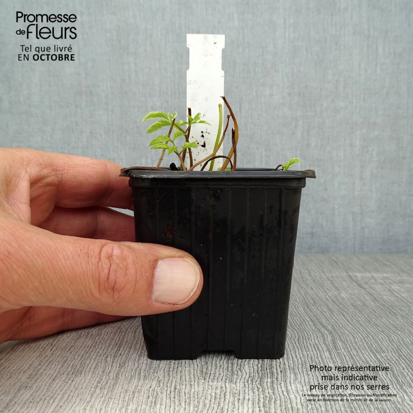 Spécimen de Aegopodium podagraria Variegata - Herbe aux goutteux panachée Godet de 7/8 cm tel que livré en automne