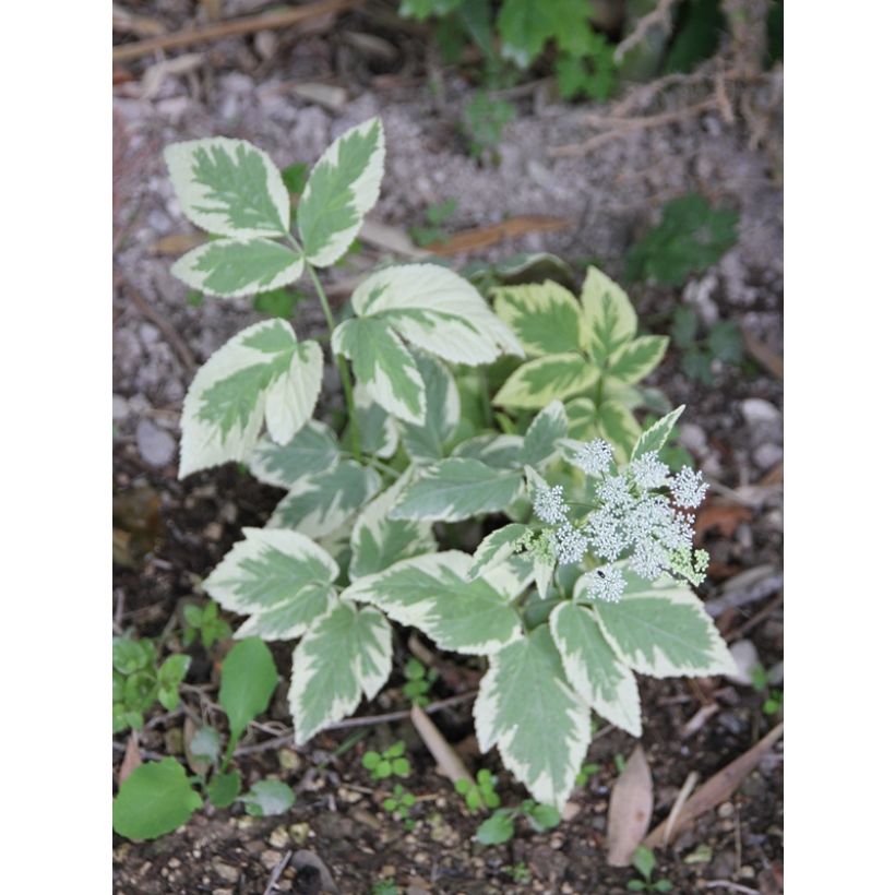 Aegopodium podagraria Variegata - Herbe aux goutteux panachée (Floraison)