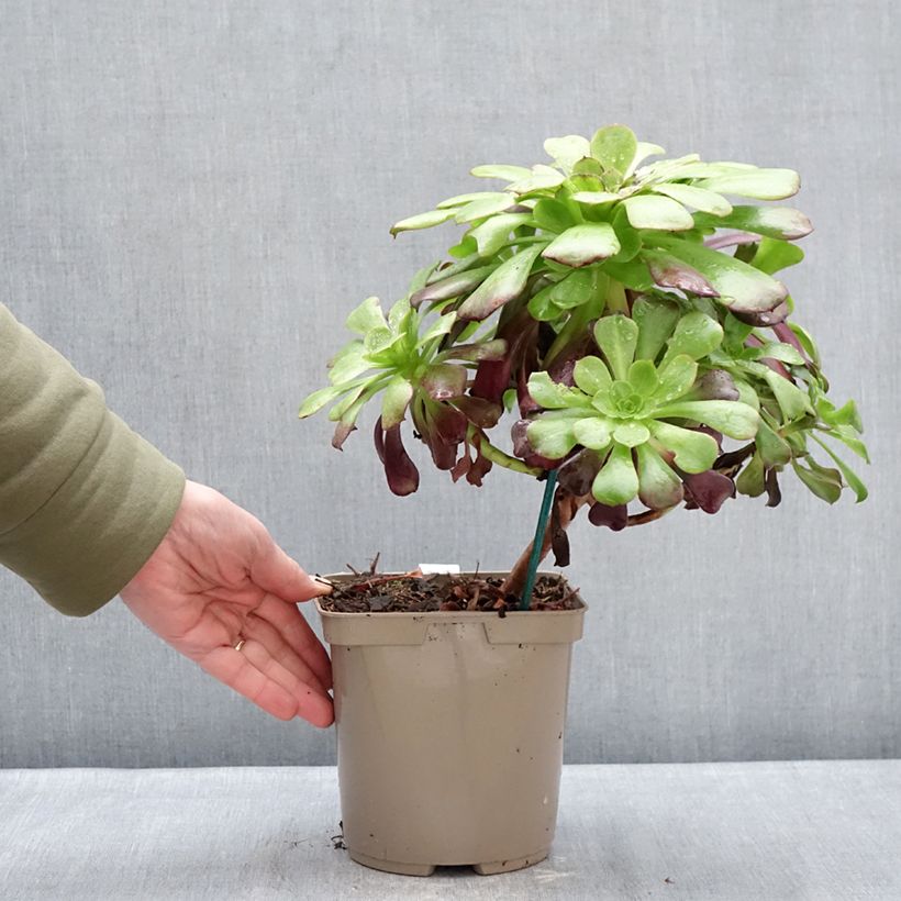 Spécimen de Aeonium arboreum Kilimandjaro- Aeonium en arbre Pot de 3L/4L tel que livré en hiver