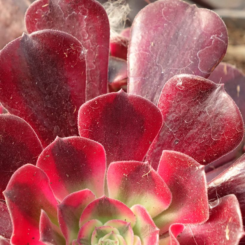 Aeonium arboreum Medusa - Aeonium en arbre (Feuillage)