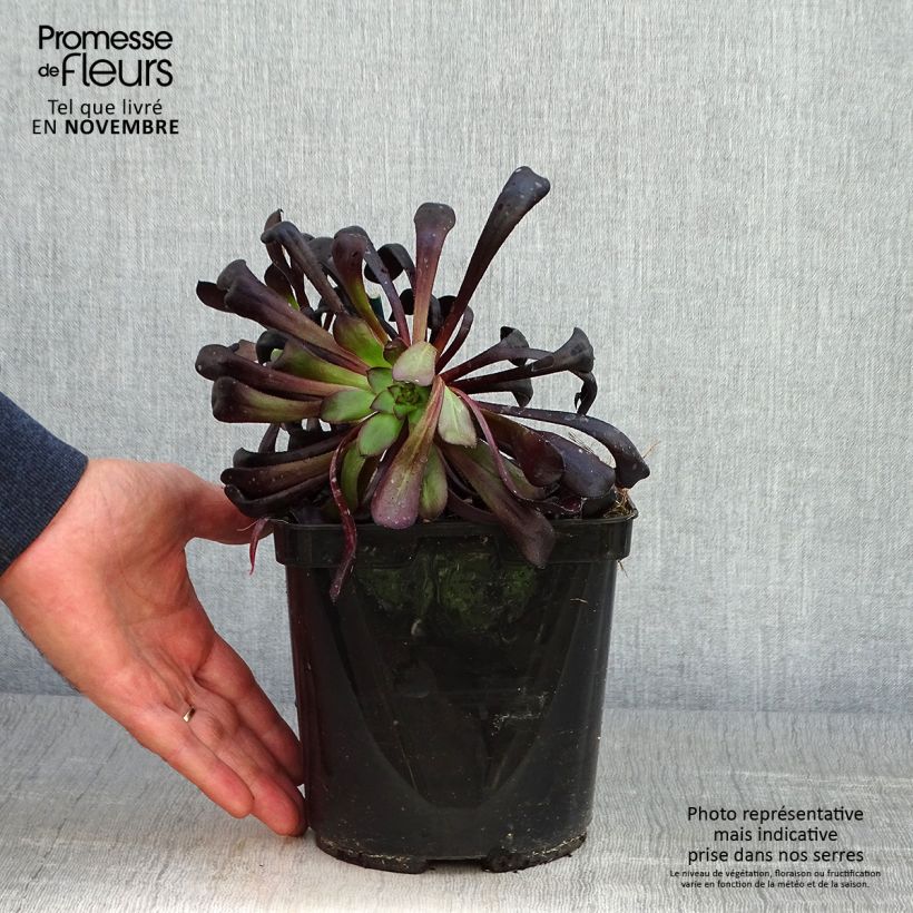 Spécimen de Aeonium arboreum Schwarzkopf - Aéonium en arbre Pot de 3L/4L tel que livré en automne