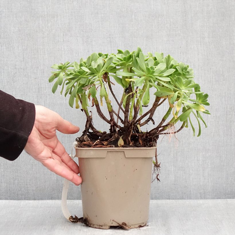 Spécimen de Aeonium Bronze Medal Pot de 3L/4L tel que livré en hiver