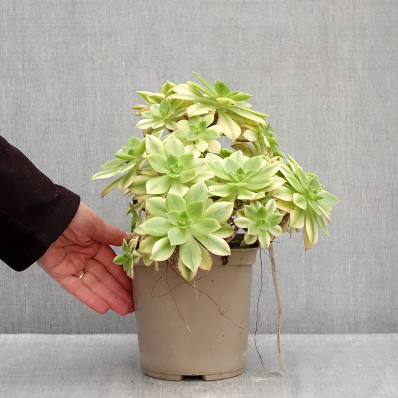 Spécimen de Aeonium Floresens Pot de 3L/4L tel que livré en hiver