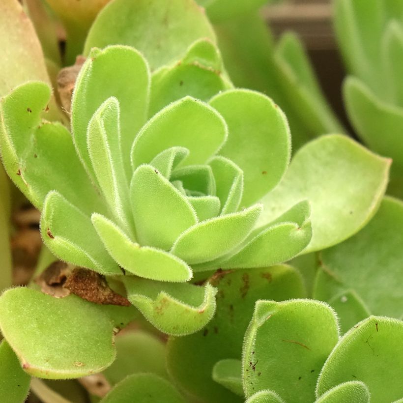 Aeonium Goblin (Feuillage)