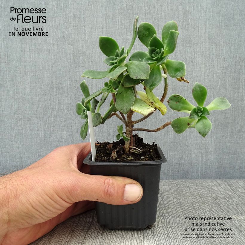 Spécimen de Aeonium haworthii Godet de 8/9 cm tel que livré en automne