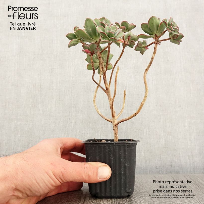 Spécimen de Aeonium haworthii Godet de 8/9 cm tel que livré en hiver