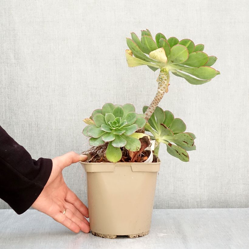 Spécimen de Aeonium Starburst Pot de 3L/4L tel que livré en automne