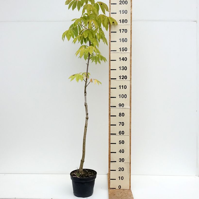 Spécimen de Aesculus chinensis - Marronnier de Chine Pot de 12L/15L tel que livré en été