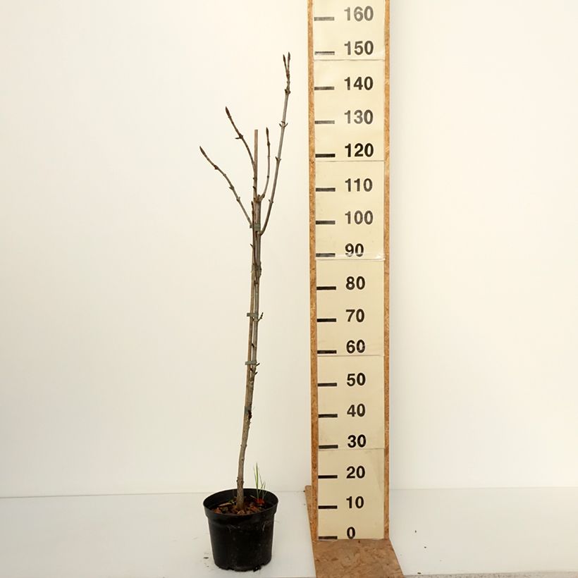 Spécimen de Aesculus Digitata - Marronnier commun hybride Pot de 4L/5L tel que livré en automne
