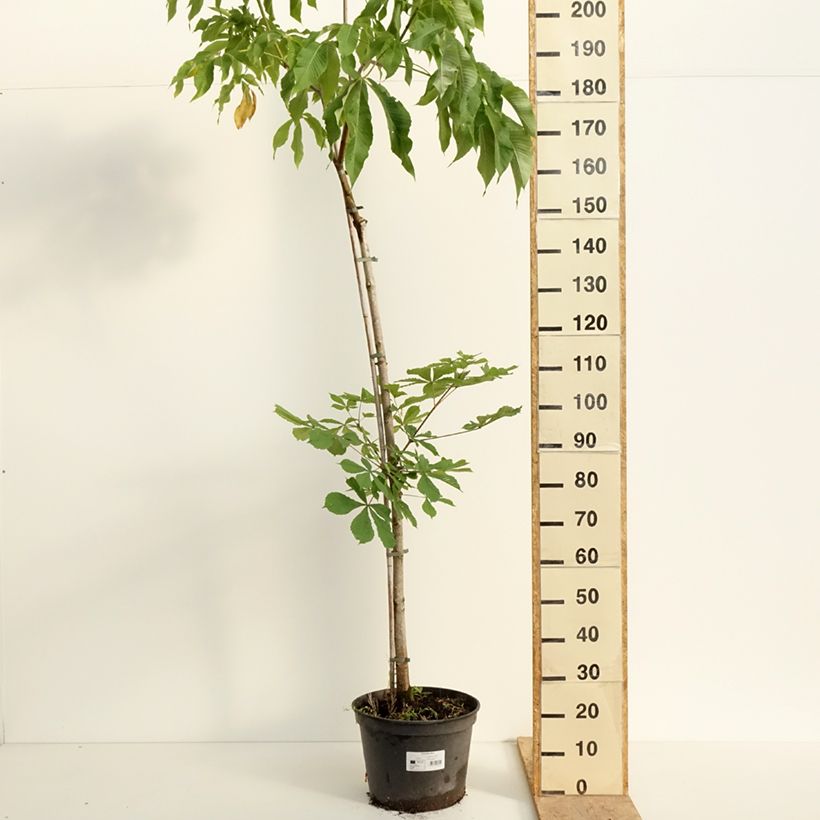 Spécimen de Aesculus flava - Pavier, Marronnier jaune Pot de 20L/25L, Tige, Tige de 120 cm tel que livré au printemps