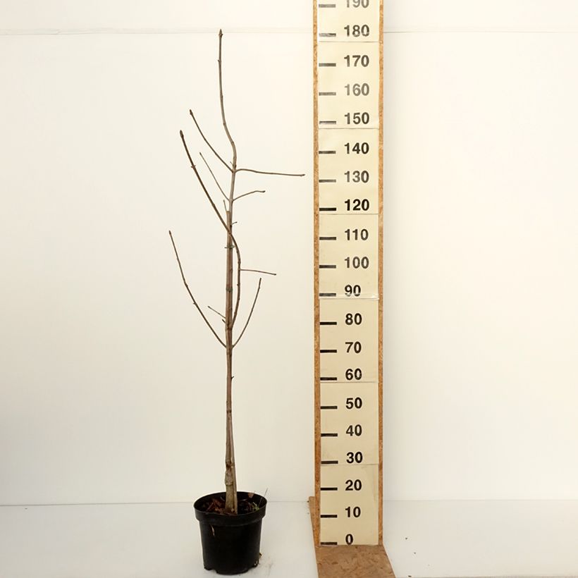 Spécimen de Aesculus glabra Herkenrode - Marronnier de l'Ohio Pot de 7,5L/10L tel que livré en automne