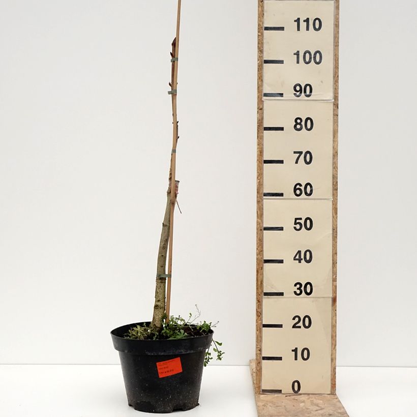 Spécimen de Aesculus hippocastanum Hampton Court Gold - Marronnier commun Pot de 4L/5L tel que livré en hiver