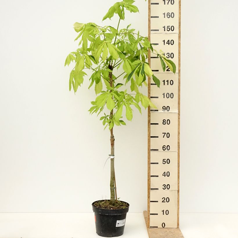 Aesculus hippocastanum Hampton Court Gold - Ippocastano Vaso da 4L/5L esemplare consegnato in primavera