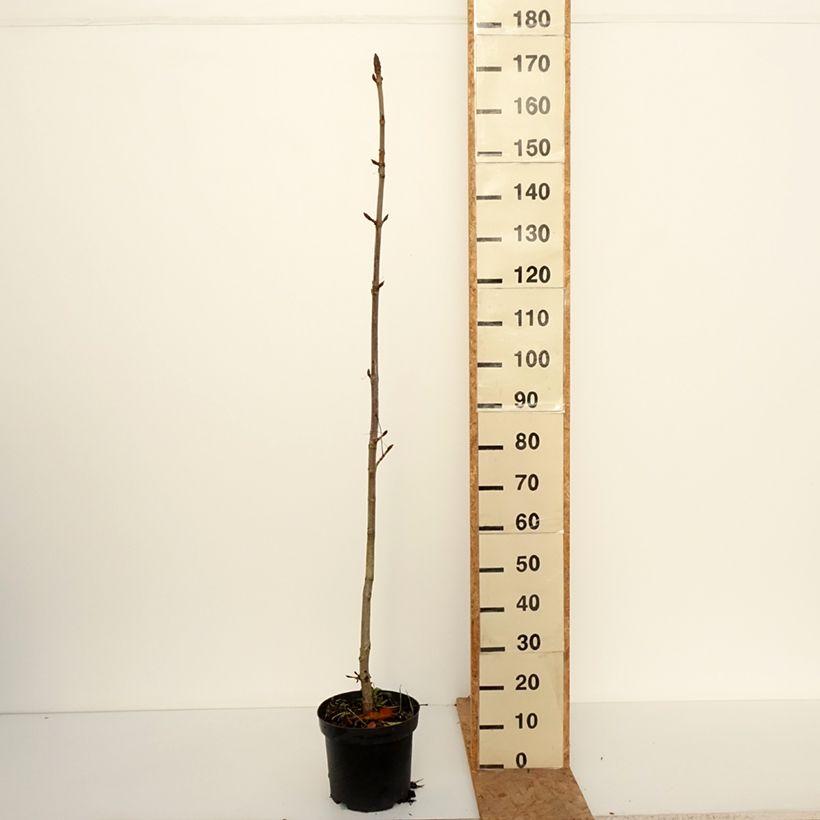 Spécimen de Aesculus hippocastanum Memmingeri - Marronnier commun Pot de 4L/5L tel que livré en automne