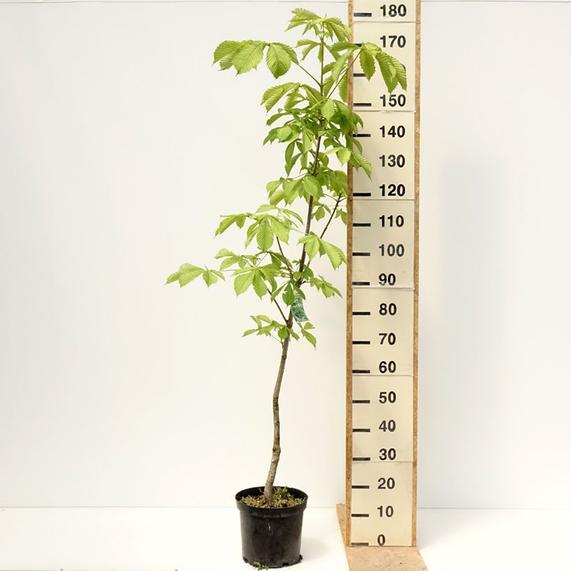 Spécimen de Aesculus hippocastanum Memmingeri - Marronnier commun Pot de 4L/5L tel que livré au printemps