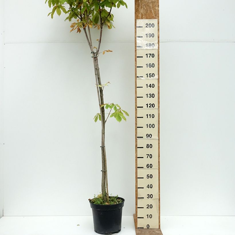 Spécimen de Aesculus hippocastanum Umbraculifera - Marronnier commun Pot de 20L/25L, Tige tel que livré en été