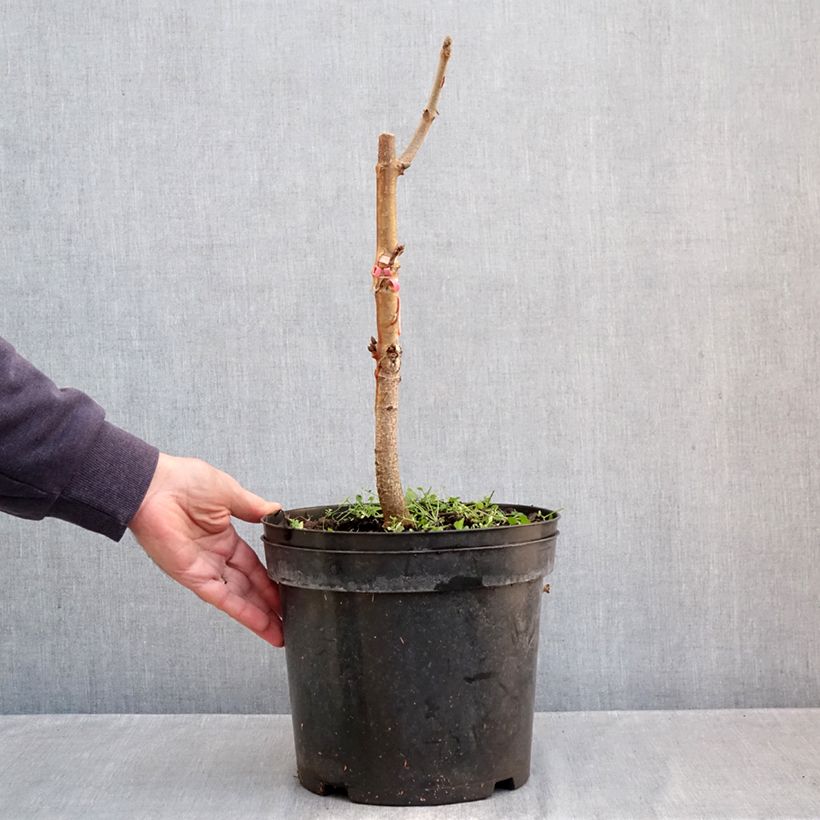 Spécimen de Aesculus indica Sydney Pearce - Marronnier de l'Himalaya Pot de 7,5L/10L tel que livré en automne