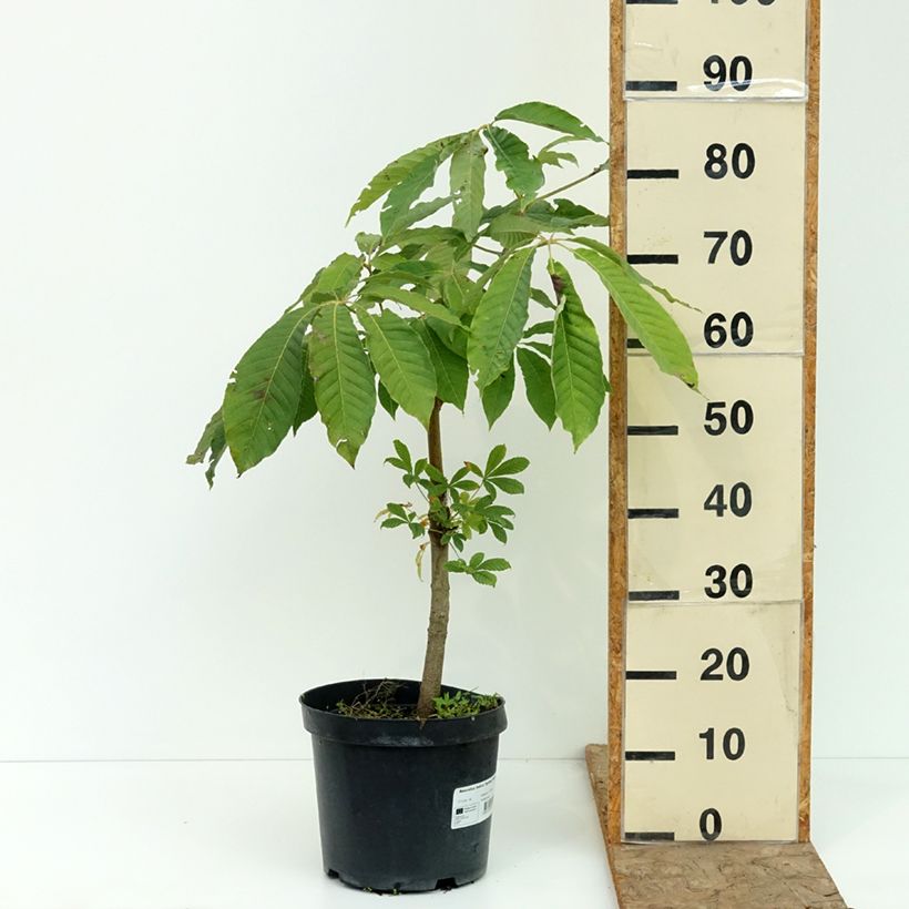 Spécimen de Aesculus indica Sydney Pearce - Marronnier de l'Himalaya Pot de 7,5L/10L tel que livré en été