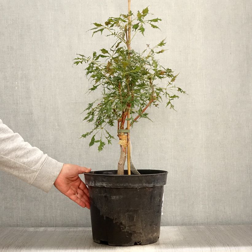 Spécimen de Aesculus Laciniata - Marronnier commun Pot de 7,5L/10L tel que livré en automne