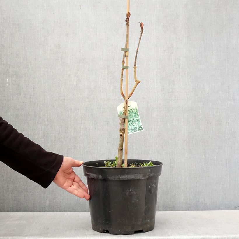 Spécimen de Aesculus Laciniata - Marronnier commun Pot de 7,5L/10L tel que livré au printemps