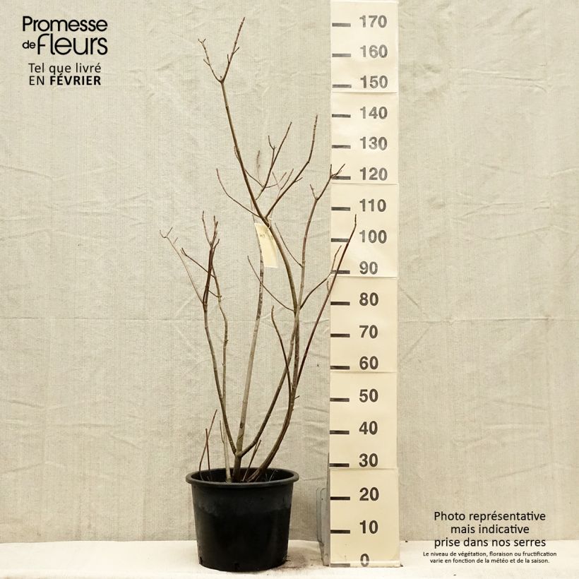 Spécimen de Aesculus parviflora - Pavier blanc Pot de 20L/25L tel que livré en hiver