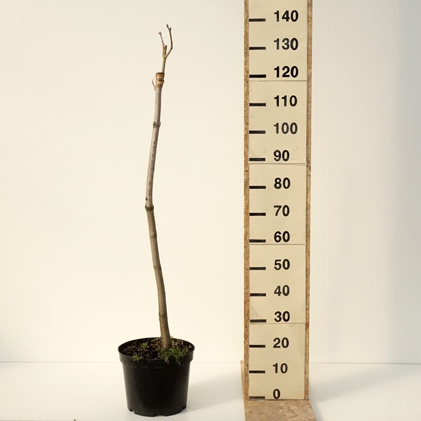 Spécimen de Aesculus pavia Humilis - Marronnier d'ornement  à fleurs rouges Pot de 7,5L/10L tel que livré en hiver