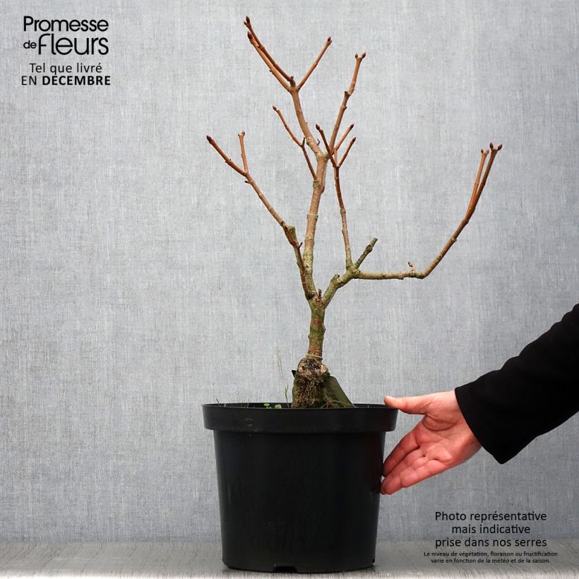 Spécimen de Aesculus pavia Koehnei - Marronnier d'ornement Pot de 7,5L/10L tel que livré en automne